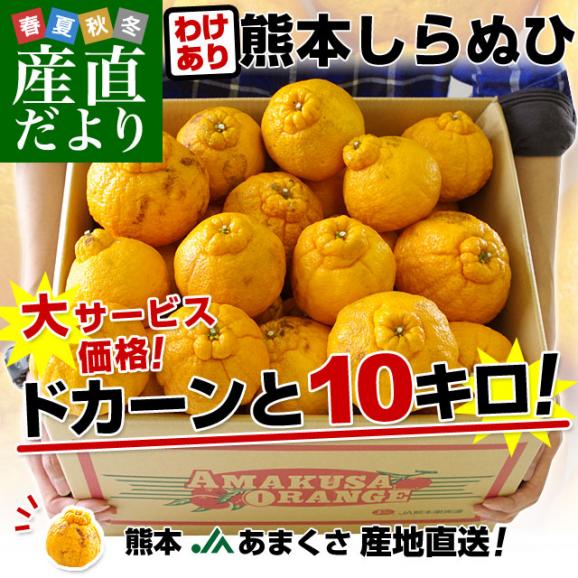 熊本県より産地直送 JAあまくさ 訳あり熊本しらぬひ 大小込 10キロ 不知火 しらぬい 柑橘 オレンジ 天草 送料無料02
