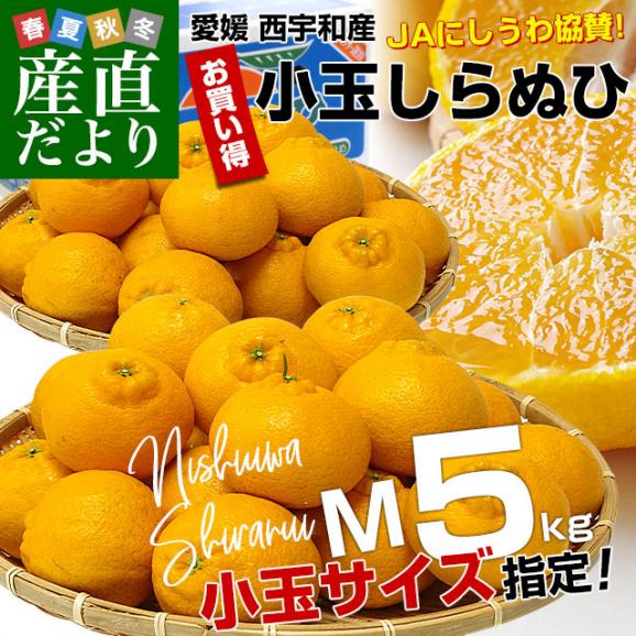 愛媛県より産地直送 JAにしうわ しらぬひ 小玉 Mサイズ 5キロ (28玉前後) 送料無料 柑橘 オレンジ 不知火 しらぬい 西宇和 八幡浜02