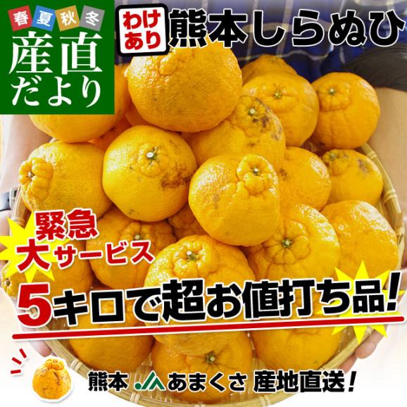 熊本県より産地直送 JAあまくさ 訳あり熊本しらぬひ 大小込 5キロ 不知火 しらぬい 柑橘 オレンジ 天草 送料無料02