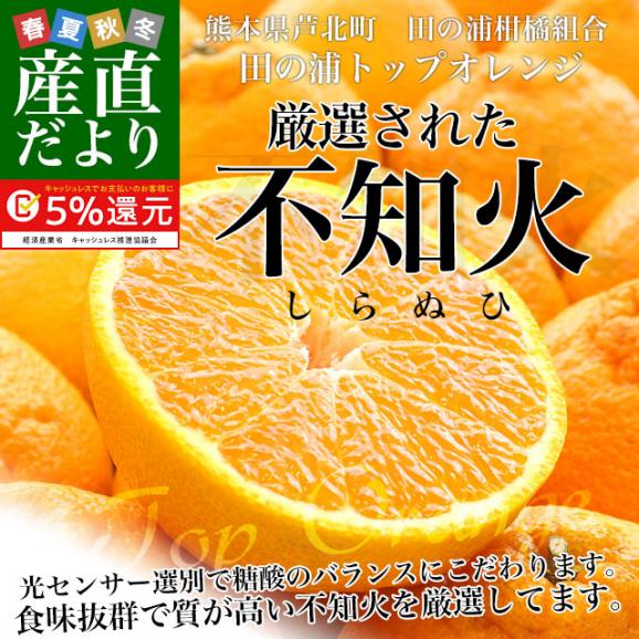 熊本県産 田の浦柑橘組合 トップオレンジ 不知火(しらぬひ) 3LからLサイズ 5キロ (18玉から24玉) 送料無料 しらぬい 柑橘 オレンジ 市場スポット02