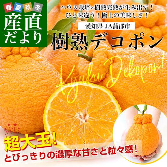 愛知県産 JA蒲郡市 ハウス栽培 樹熟デコポン 青秀以上 大玉 4Lから2L 約3キロ (8玉から12玉) 送料無料 でこぽん 柑橘 オレンジ 市場発送02