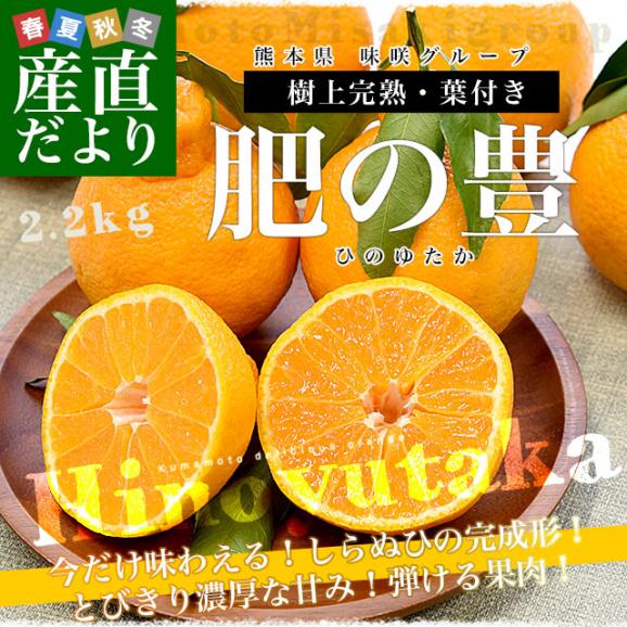 熊本県味咲グループ 樹上完熟・葉付き「肥の豊（ひのゆたか）」赤秀品 2Lから3Lサイズ 約2.2キロ（8玉から9玉前後）不知火 しらぬひ 柑橘 市場発送02