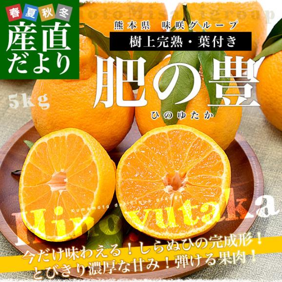熊本県味咲グループ　樹上完熟・葉付き「肥の豊（ひのゆたか）」赤秀品 2Lから3Lサイズ 約5キロ（18玉から20玉前後）不知火 しらぬひ 柑橘 市場発送02