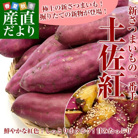 高知県産　JA高知県　土佐紅　A級品2Lサイズ5キロ　15本前後　送料無料　とさべに　さつまいも　サツマイモ　薩摩芋　新芋　市場発送02