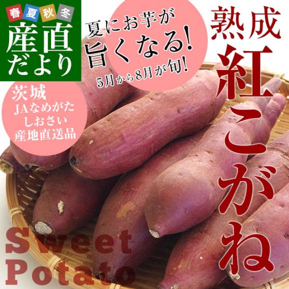 茨城県より産地直送 JAなめがたしおさい さつまいも「熟成紅こがね」 Mサイズ 約5キロ（18本前後） 送料無料 行方 薩摩芋02