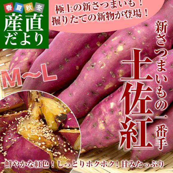 高知県産 JA高知県 土佐紅 A級品MからLサイズ5キロ 18本前後 送料無料　とさべに さつまいも サツマイモ 薩摩芋 新芋 市場発送02