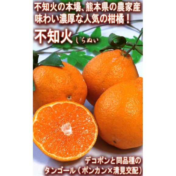 不知火 しらぬい 約5kg M～2Lサイズ中心 熊本県産 個人農家産 熊本県で育てた本場の味わい！デコポンと同品種のタンゴール02