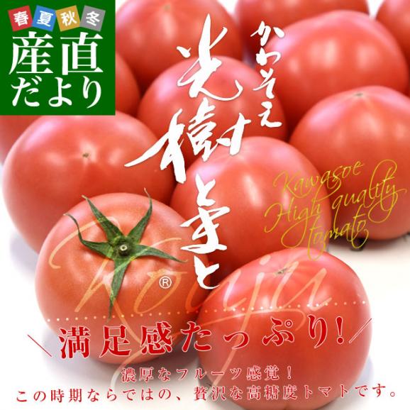 佐賀県産 高糖度 かわそえ光樹トマト 約1キロ化粧箱入 （10玉から16玉入） 送料無料 市場発送02