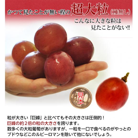 石川県産 超大粒ぶどう ルビーロマン 約500g　化粧箱入 冷蔵　送料無料02