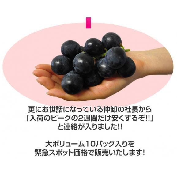 長野県産 巨峰 約350g×10パック 約3.5kg ちょっと訳あり ※常温 送料無料03