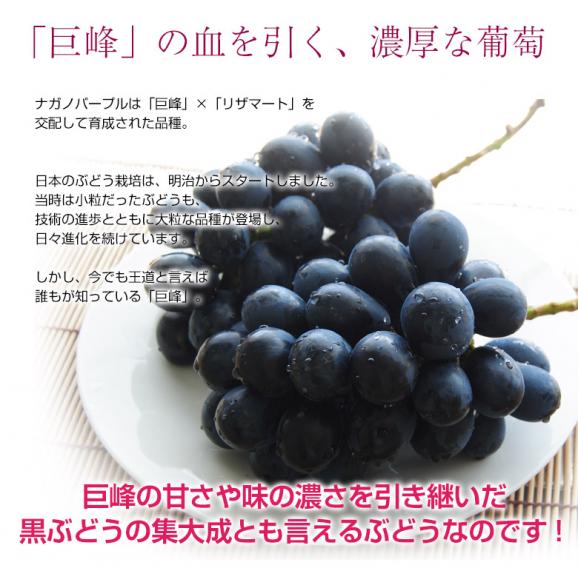 『ナガノパープル』 2房 合計約800g 長野県産 ぶどう 簡易箱 ※冷蔵 送料無料03