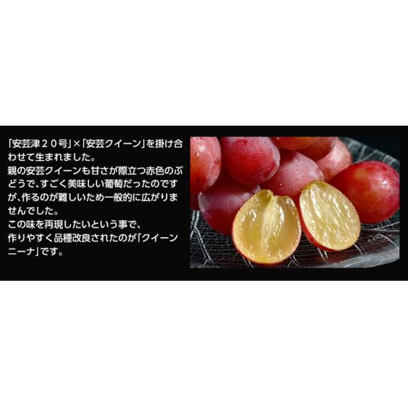 赤系　大粒ぶどう 『クイーンニーナ』長野県産　2房　計約900g ※冷蔵　送料無料03