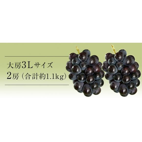 藤稔 （ふじみのり） 黒ぶどう 山梨県 勝沼産 3Lサイズ×2房 合計約1.1kg (1房約550g) 葡萄 ぶどう 冷蔵 送料無料03