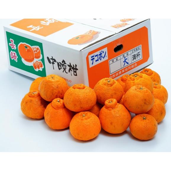 『デコポン＆清見オレンジセット』長崎県産／愛媛県産 柑橘 キズ・スレあり 風袋込 合計約5kg (各2.5kg×2箱) ※常温　送料無料03