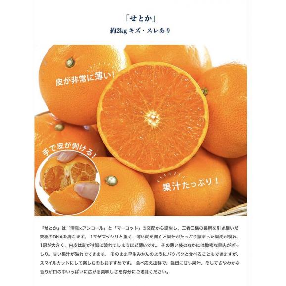 せとか ＆ デコポン セット ご自宅用 傷・スレあり品 計約4kg (各約2kg） 簡易箱 ※常温　送料無料03