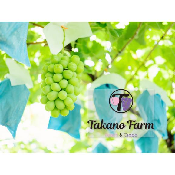 Takano Farmの樹上完熟シャインマスカット 約2kg（2～5房) 2024年 ギフト 山梨県産 葡萄 ぶどう ブドウ 農家直送 プレゼント 御礼 お祝い 03