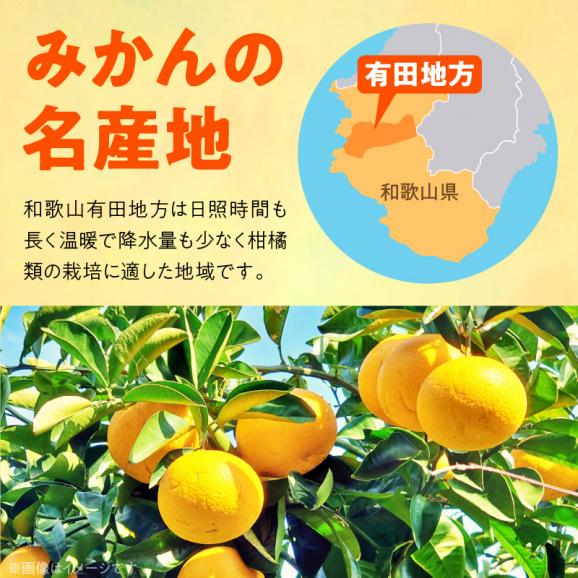 AB7204_（先行予約）（旬の美味）（みかん名産地和歌山有田）有田育ちの旬の ご家庭　旬の柑橘 詰め合わせセット 4.5kg（訳あり）03