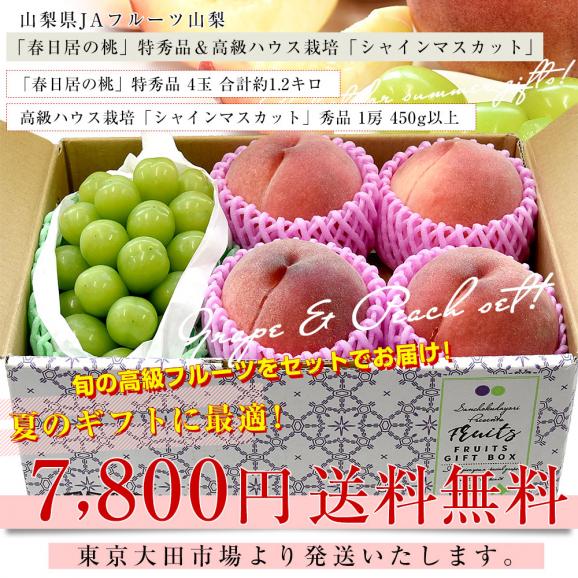 山梨県 JAフルーツ山梨 フルーツセット 春日居の桃 特秀品 4玉 (約1.2キロ) ＆高級ハウスシャインマスカット 秀品 1房 450g以上 送料無料 お中元 夏ギフト03