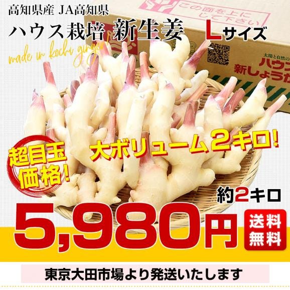 高知県産 JA高知県 ハウス栽培 新生姜 約2キロ Ｌサイズ 送料無料 ショウガ 生姜 ガリ 漬物 市場発送 クール便03