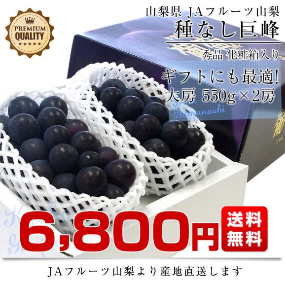 山梨県より産地直送 JAフルーツ山梨 種なし巨峰 秀品 大房2房入り化粧箱 (約550g×2房) 送料無料 葡萄 ぶどう　お中元　夏ギフト03