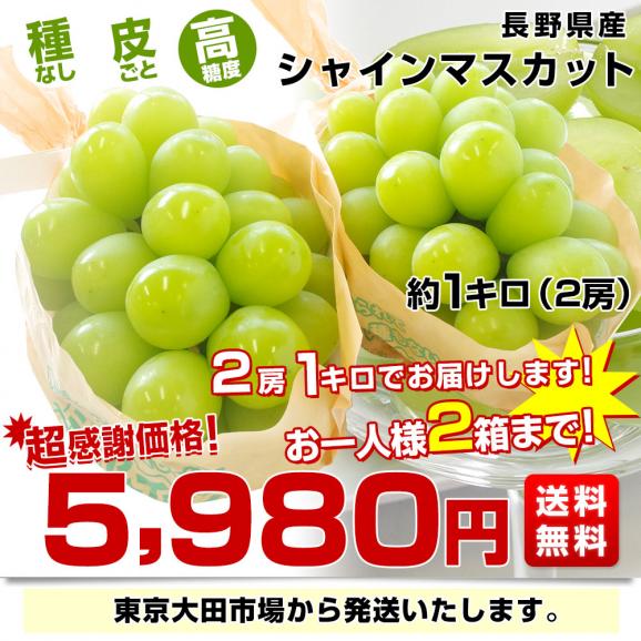 長野県産 シャインマスカット　約1キロ（2房）送料無料 ぶどう ブドウ 種なしぶどう 市場発送03