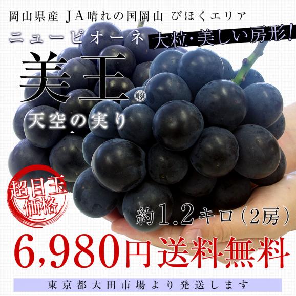 岡山県産 JA晴れの国岡山 びほくエリア ニューピオーネ 天空の実り「美王(R)」約1.2キロ(2房) 送料無料 ブドウ 葡萄 種なしぶどう  ※クール便03