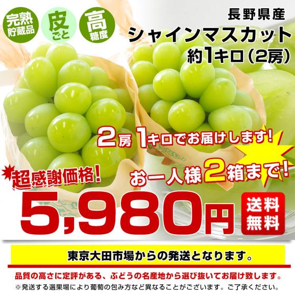 長野県産 シャインマスカット　約1キロ（2房）送料無料 ぶどう ブドウ 種なしぶどう　市場発送03