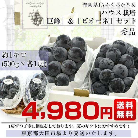 福岡県 JAふくおか八女 ハウス栽培 巨峰＆ピオーネセット 約1キロ(500g×各1房) 秀品黒ぶどう 葡萄 ブドウ クール便 送料無料03