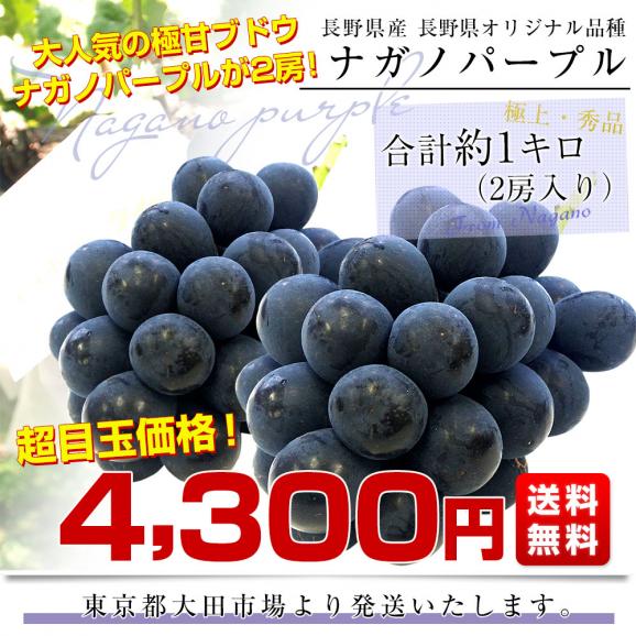 長野県産　ナガノパープル　約1キロ（2房入り）黒ぶどう　葡萄　ブドウ　ぶどう　送料無料　クール便03