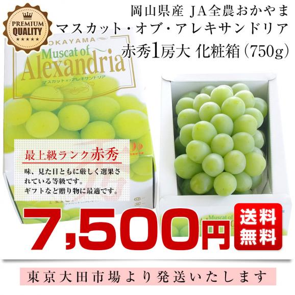 岡山県産　JA全農おかやま マスカット・オブ・アレキサンドリア 赤秀 大房 1房化粧箱（750g）葡萄 ぶどう あれき クール便発送 お中元 ギフト03
