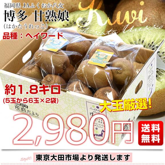 福岡県 JAふくおか八女 博多甘熟娘（はかたうれっこ）約1.8キロ (5玉から6玉×2袋) 送料無料 キウイ グリーンキウイ ヘイワード 市場発送03