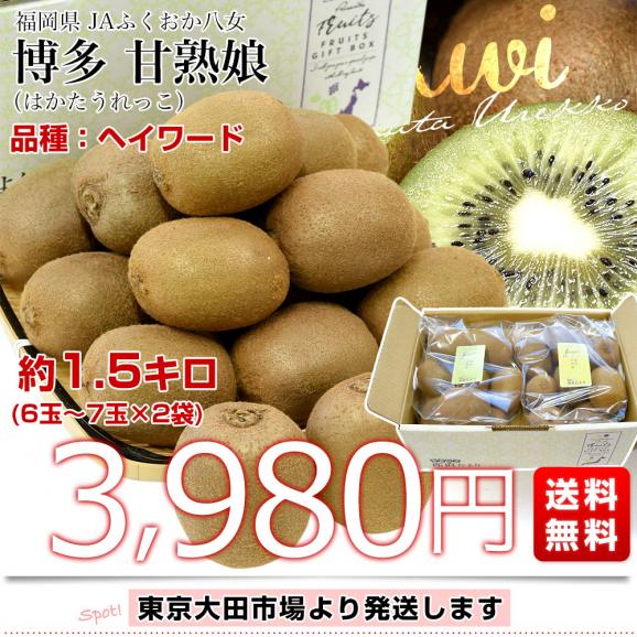 福岡県 JAふくおか八女 博多甘熟娘（はかたうれっこ）約1.5キロ（6玉から7玉×2袋） 送料無料 キウイ グリーンキウイ ヘイワード 市場発送03
