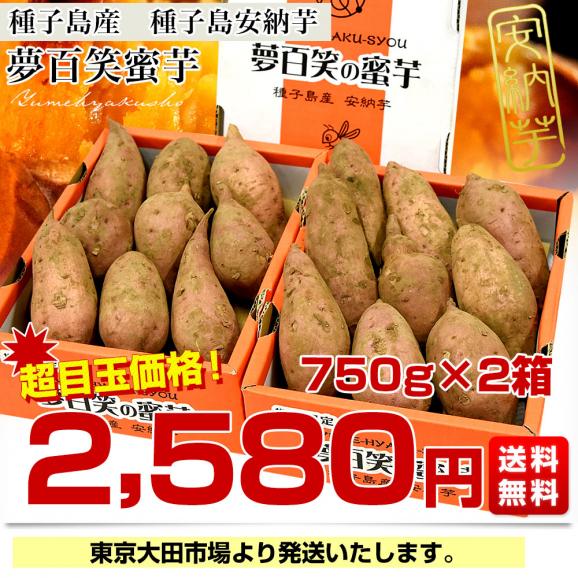 種子島産　夢百笑蜜芋　750g×2箱（18本前後）　送料無料　市場発送　あんのういも　みついも　鹿児島県  安納芋03