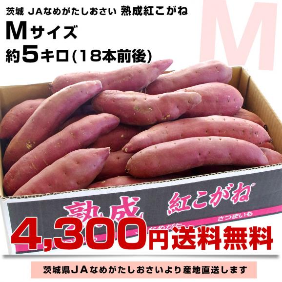 茨城県より産地直送 JAなめがたしおさい さつまいも「熟成紅こがね」 Mサイズ 約5キロ（18本前後） 送料無料 行方 薩摩芋03