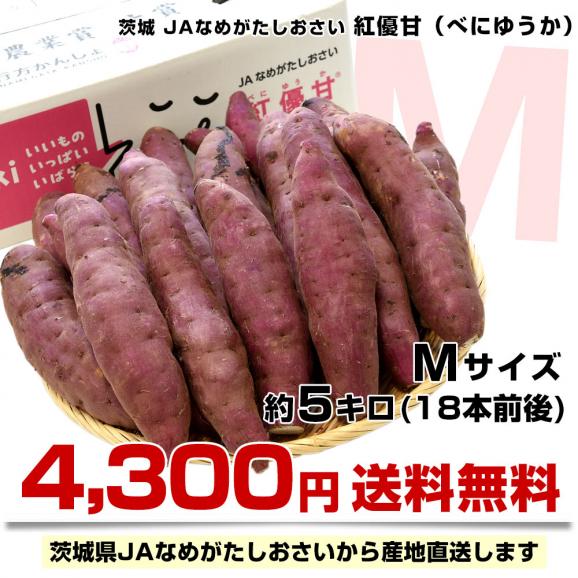 茨城県より産地直送 JAなめがたしおさい さつまいも「紅優甘 (べにゆうか)」 Mサイズ 5キロ(18本前後) 送料無料 さつま芋 サツマイモ 薩摩芋03