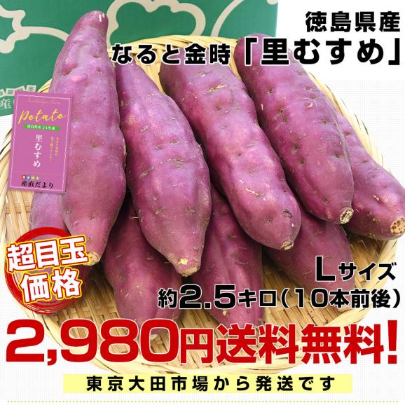 徳島県産　JA里浦　なると金時「里むすめ」　Lサイズ2.5キロ　10本前後　送料無料　きんとき　さつまいも　サツマイモ　薩摩芋　新芋　高系14号　市場発送03