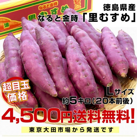 徳島県産　JA里浦　なると金時「里むすめ」　Lサイズ5キロ　20本前後　送料無料　きんとき　さつまいも　サツマイモ　薩摩芋　新芋　高系14号　市場発送03