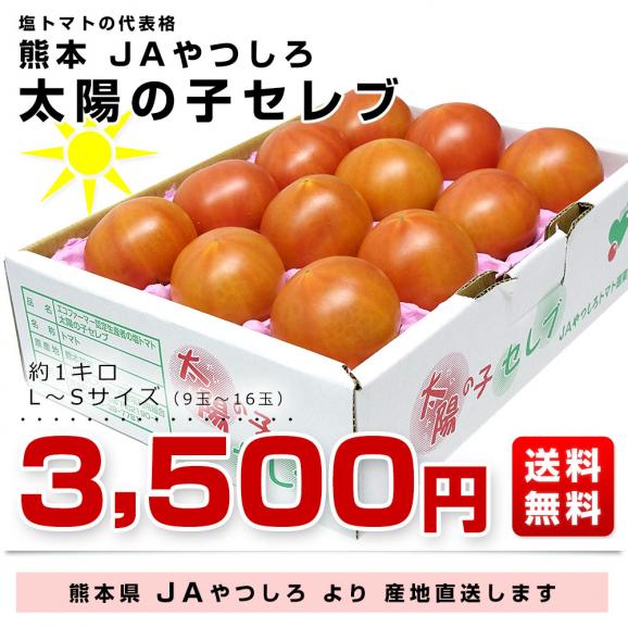  熊本県より産地直送 JAやつしろ 太陽の子セレブ フルーツトマト 約1キロ LからSサイズ(９玉から16玉) 送料無料 とまと03