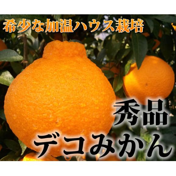熊本県産 特選デコみかん2kg 2L 7~9玉入り(デコポンと同品種 不知火 ) 【送料無料】《3箱購入で1箱おまけ》03