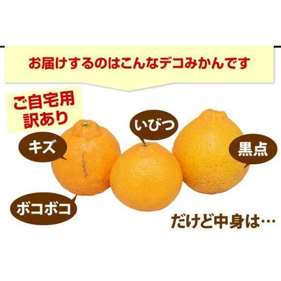 デコみかん 訳あり 熊本県産 1.5kg ハウス栽培 複数購入で特典満載 デコポンと同品種 ミカン 蜜柑03