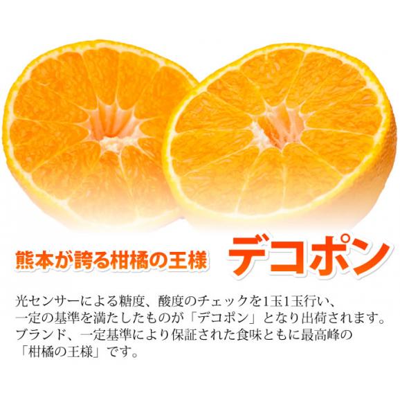 デコポン 熊本県産 約2.0kg 光センサー選果 12月中旬ごろより出荷【東北200円、北海道400円、沖縄・離島1000円の追加送料】03