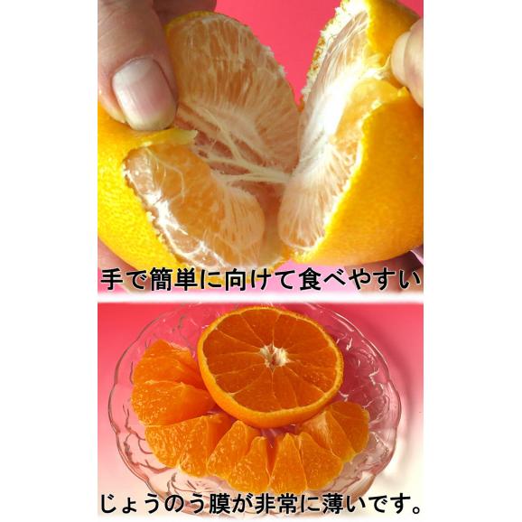 不知火 しらぬい 約5kg M～2Lサイズ中心 熊本県産 個人農家産 熊本県で育てた本場の味わい！デコポンと同品種のタンゴール03