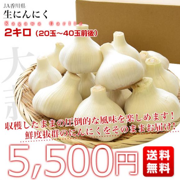 香川県より産地直送 JA香川県 生にんにく 2キロ (20玉から40玉前後) 送料無料 生ニンニク 大蒜 葫 香川にんにく03