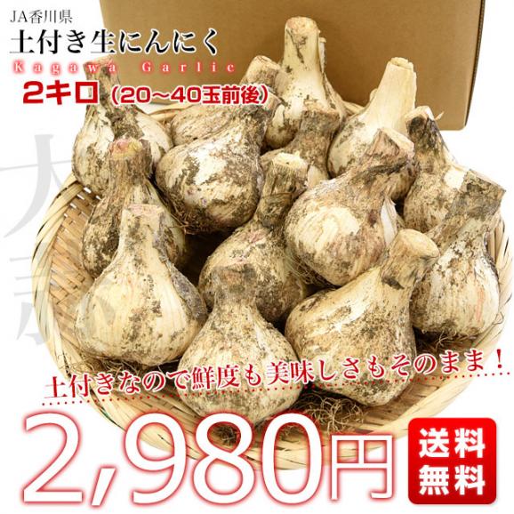 香川県より産地直送 JA香川県 生にんにく 土付き 2キロ (20玉～40玉前後) 送料無料 生ニンニク 大蒜 葫 香川にんにく03