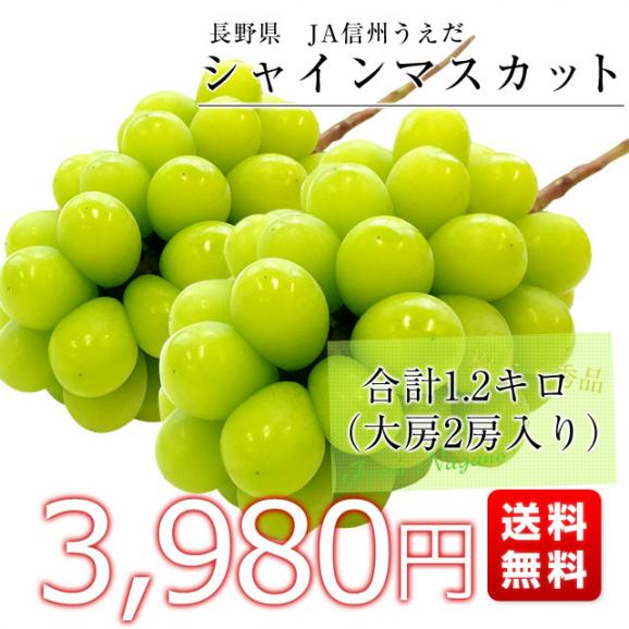 送料無料 長野県より産地直送 JA信州うえだ シャインマスカット 合計1.2キロ（大房2房入り）ぶどう 葡萄03