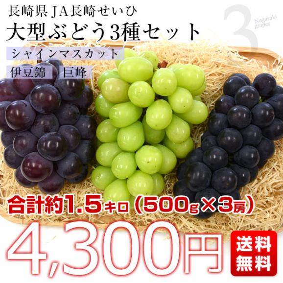 送料無料 長崎県より産地直送 大型ぶどう3種セット 合計1.5キロ (シャインマスカット・伊豆錦・巨峰×各1房） 葡萄 ぶどう03