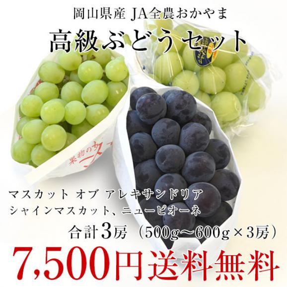 敬老の日に最適　JA全農おかやま協賛 岡山県産 高級ぶどう3種セット（シャインマスカット＆アレキサンドリア＆ニューピオーネ 合計3房）(500gから600g×3房）送料無料03