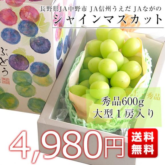 長野県産 シャインマスカット 秀品 大型１房入り化粧箱 （６００g前後） ぶどう 葡萄 送料無料  市場発送03