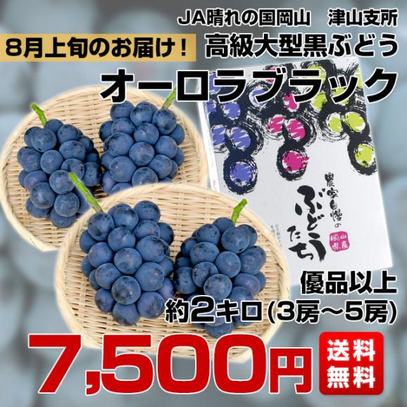 岡山県より産地直送　JA晴れの国岡山 津山支所 オーロラブラック 優品以上 約2キロ(3房から5房) 送料無料 黒葡萄 葡萄　ぶどう ブドウ　クール便03