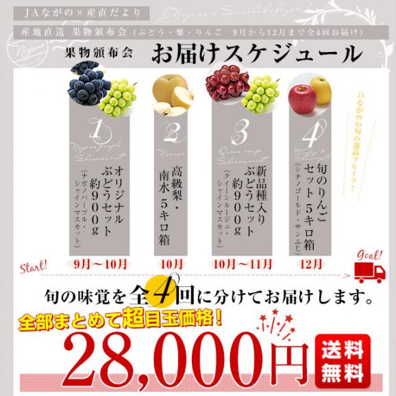 JAながの 産地直送　果物頒布会（ぶどう・梨・りんご　9月から12月まで4回お届け） 送料無料03